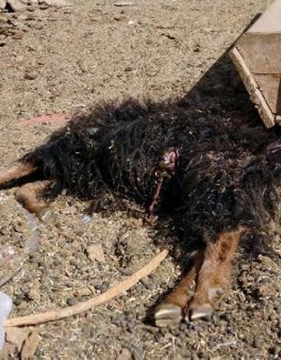 Köpekler, ahır ve kümes hayvanlarına saldırdı; 1 koyun ve 20 tavuk öldü