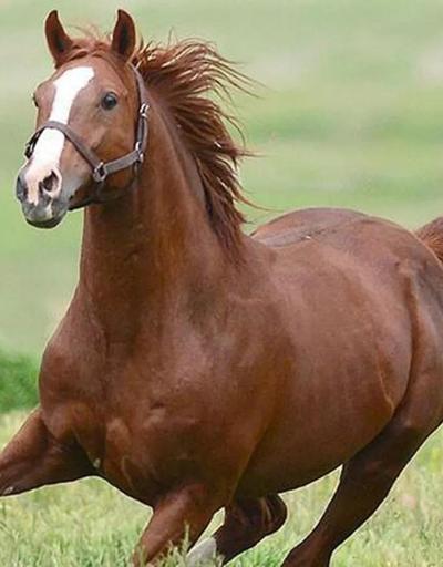 TİGEM duyurdu Şampiyon atın yavruları satış fiyatları ile rekor kırdı