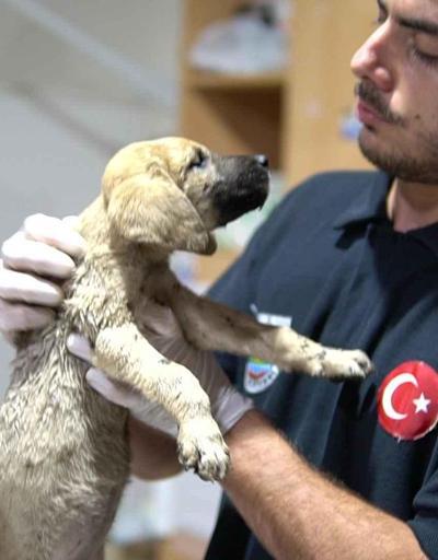 Ölüme terkedilen 7 yavru köpekten 5i kurtarıldı