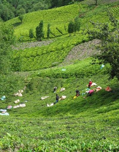 Doğu Karadenize çay tarımından 10 milyar TL gelir