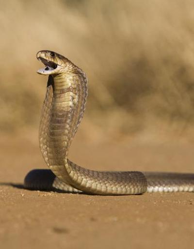 8 yaşındaki çocuk, kendisini sokan zehirli kobrayı ısırarak öldürdü