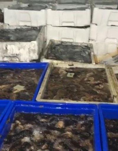 Çanakkalede 1 ton deniz patlıcanı ele geçirildi