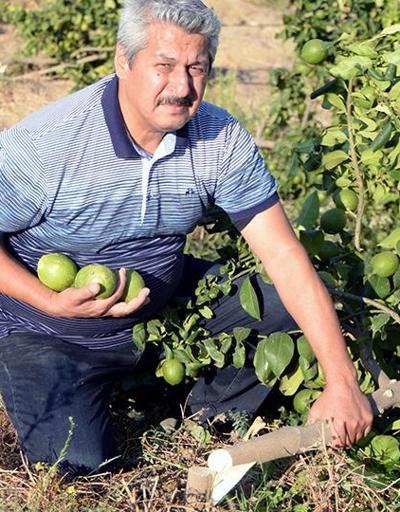 Çiftçinin emeği ziyan oldu: 600 limon ağacı kökünden kesildi