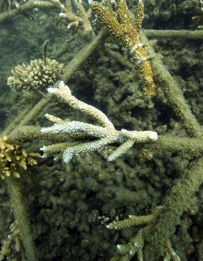 Dünyanın en büyük mercan kayalığı sistemi tehlikede: BM raporuna Avustralyadan eleştiri