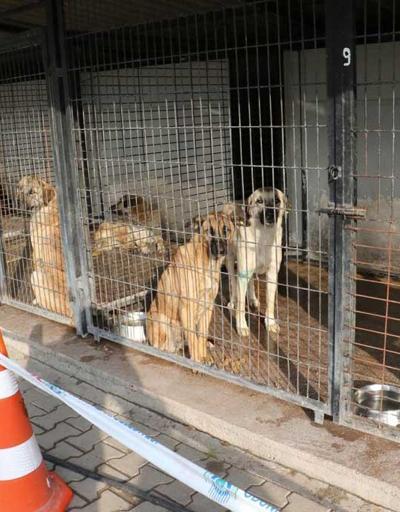 Eskişehirde hayvan barınağında skandal görüntüler: Belediye iddiaları doğruladı