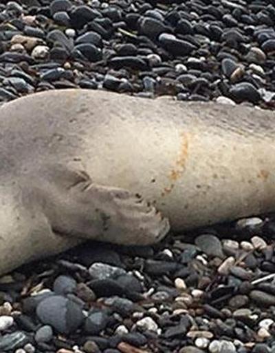 Hazar Denizinin Rusya kıyılarına 700 ölü fok vurdu