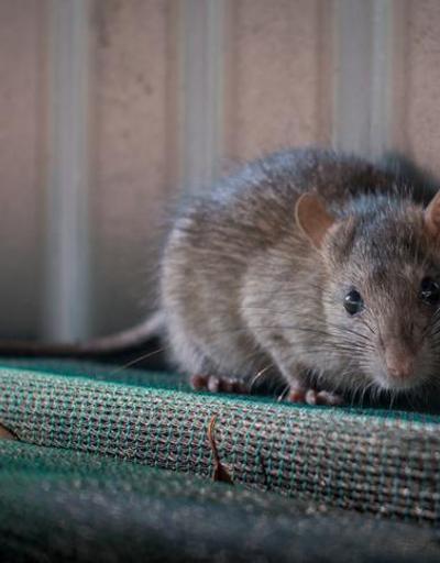 New York belediyesi yıllık 170 bin dolar maaşla fare avcısı arıyor