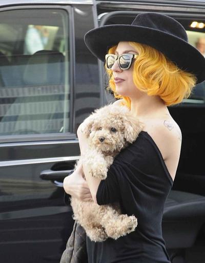 Lady Gaganın köpeklerini kaçıran ve gezdiren kişiyi yaralayan saldırgana 21 yıl hapis