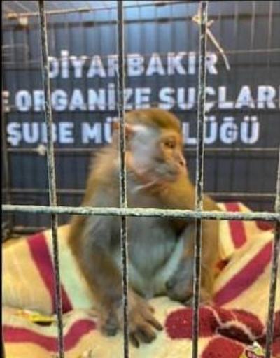 Kaçakçılık operasyonunda 218 gözaltı Maymun da ele geçirildi