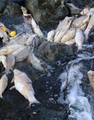 Ceyhan Nehri’nde balık ölümleri Binlerce balığın ölüm nedeni araştırılıyor