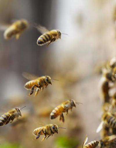 Bilim insanları inceledi: Arılar iklim değişikliği nedeniyle strese giriyor