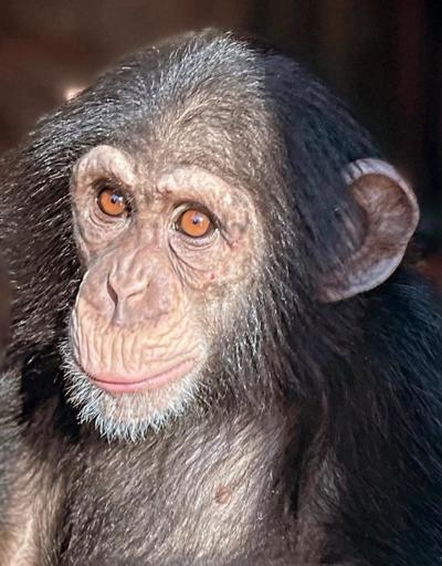 İsveçte şempanzelerin öldürülmesine tepki