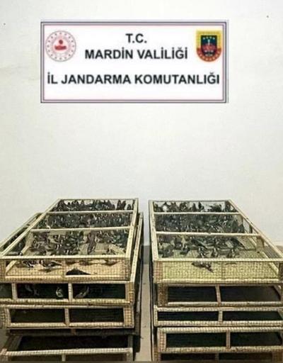 Mardinde 1000 saka ile yakalandı: 1 milyon 200 bin TL ceza kesildi