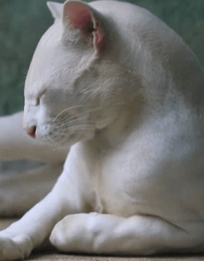 Dünyanın ilk albino oselo kedisi