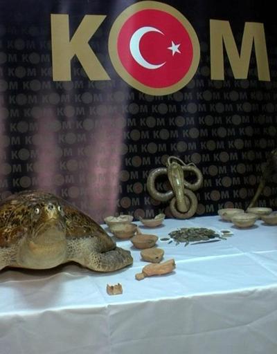 İstanbulda yaban hayvanı operasyonu