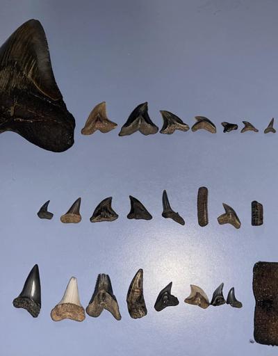 9 yaşındaki fosil avcısından önemli keşif
