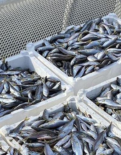 Boğazda kaçak trol ağında 400 kilogram balık ele geçirildi