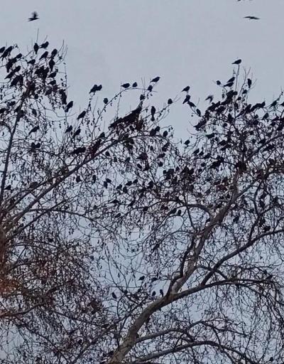Diğer kuşlara havayı dar ettiler: Korku filmlerinden çıkmış gibi görüntü