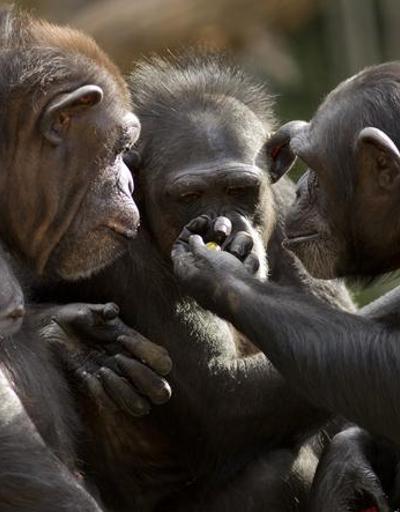 Araştırma: Maymunların kullandığı işaretler bugünkü dilin başlangıç noktası