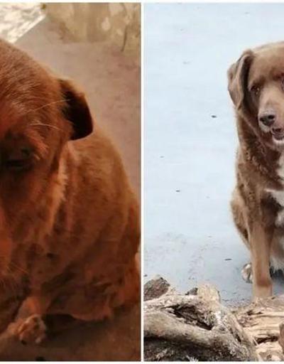 En yaşlı köpek unvanı Bobide: 30 yaşında rekor kırdı