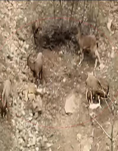 Elazığ’da nesli tehlikedeki dağ keçileri görüntülendi