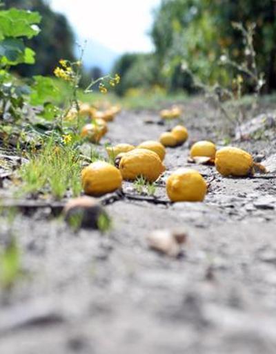 Arsuzda limon dalında kaldı Perakendeciler hasat için seferberlik başlattı
