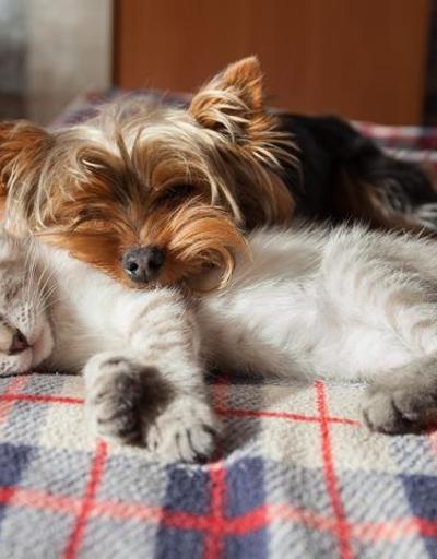 Araştırma: Evcil hayvanla uyumak, uyku kalitesini olumsuz etkileyebilir