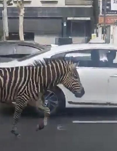 Güney Korede hayvanat bahçesinden kaçan zebra şehre indi