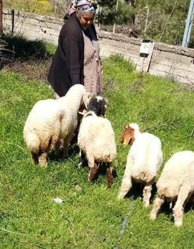 Kaybolan koyunlar, jandarma ekiplerince bulunup sahibine teslim edildi