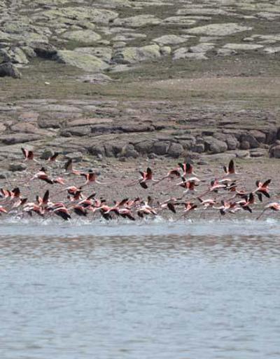 Flamingolar, Tuz Gölüne kuluçkaya geldi