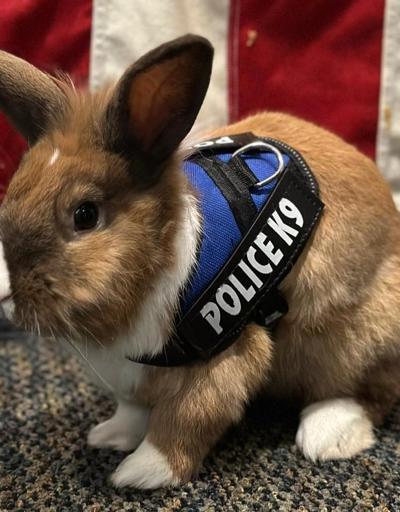 Californiada emniyet teşkilatının yeni üyesi: Tavşan Percy