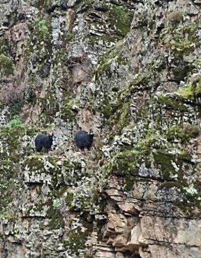 Batman’da kayalıklarda mahsur kalan keçileri AFAD ekipleri kurtardı