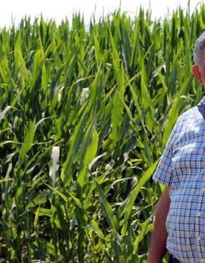 Yenişehirli çiftçiler, şeker mısır fiyatlarından umutlu