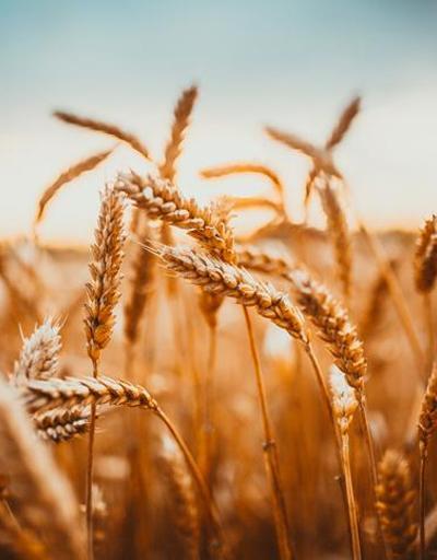 Buğday, arpa ve mısırda gümrük vergisi yüzde 130 oldu