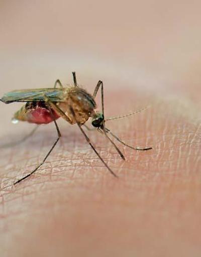 Sıtmanın yaygın görüldüğü ülkelere seyahat edenler dikkat