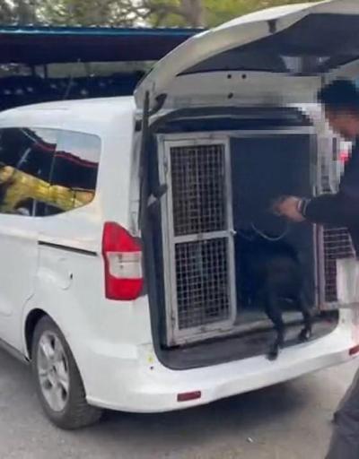 Beyoğlunda köpeğe eziyet ettiği belirlenen kişi gözaltına alındı