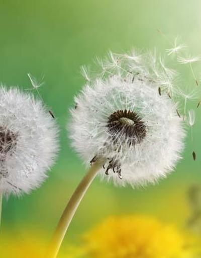 Uzmanından polen uyarısı: “Maruziyetin azaltılması çok çok önemli”