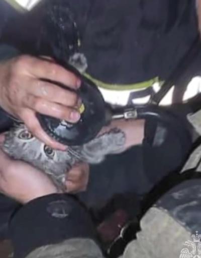 Rusya’da apartman yangını: Bilinci kapalı olarak bulunan kedi hayata döndürüldü