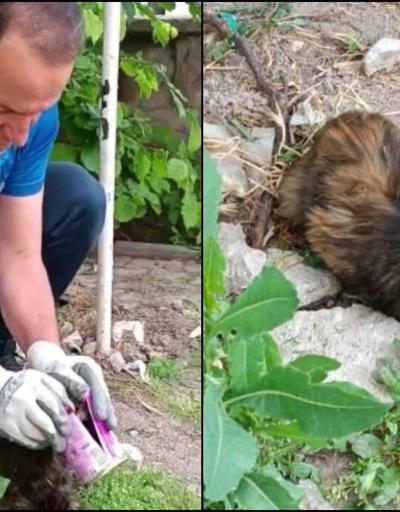 Kayseride itfaiye ekipleri, başı konserve kutusuna sıkışan kediyi kurtardı