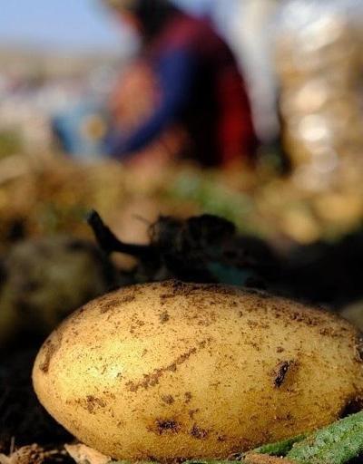 Mayısta en çok patates pahalandı
