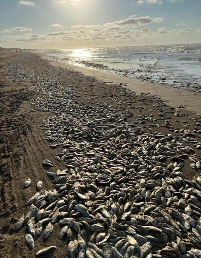 ABD’nin güneyinde binlerce ölü balık kıyıya vurdu
