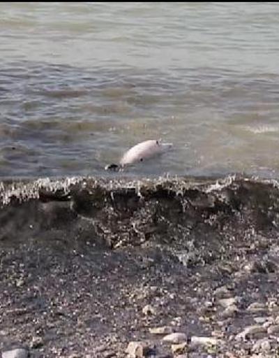 Yavru yunus balığı kıyıya vurdu