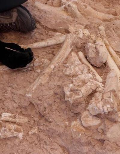 Yer: Kayseri 7,5 milyon yıllık zürafa kol kemiği bulundu