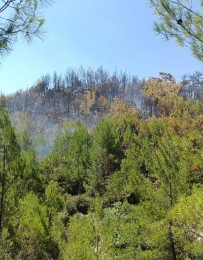 Kaşta 2 hektarlık kızılçam ormanı yandı