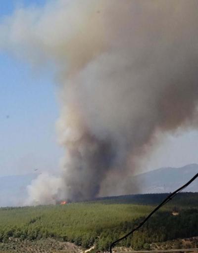 Milastaki yangının sebebi kahretti: 1 sigara izmariti ile 160 hektar alan küle döndü