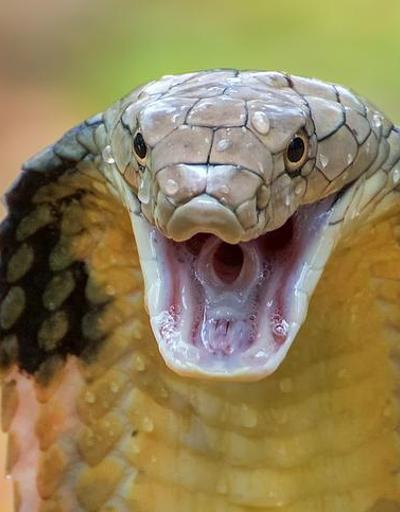 Hindistan’ın konuştuğu cinayet: İş insanını kobrayla öldürdüler