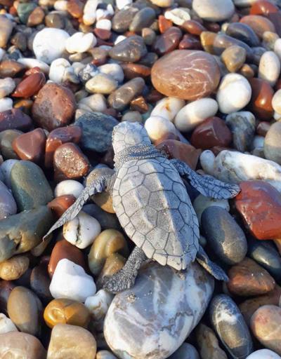 Deniz kaplumbağaları için önlemler artıyor: 25 sahilde gece yasağı