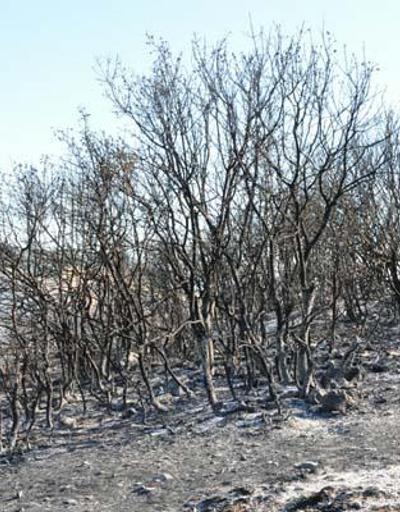 SON DAKİKA: Manisadaki orman yangını kontrol altına alındı