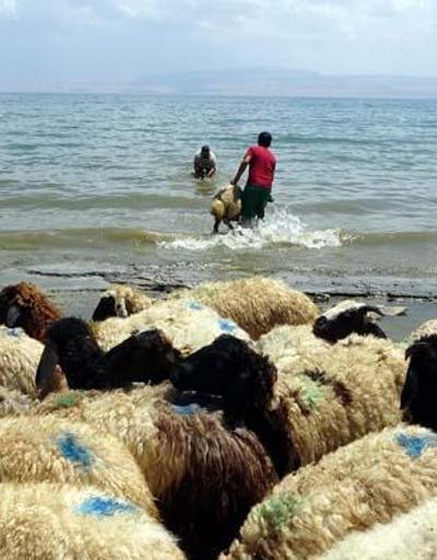 Kamyonla getirdiği koyunlarını Van Gölünde serinletti