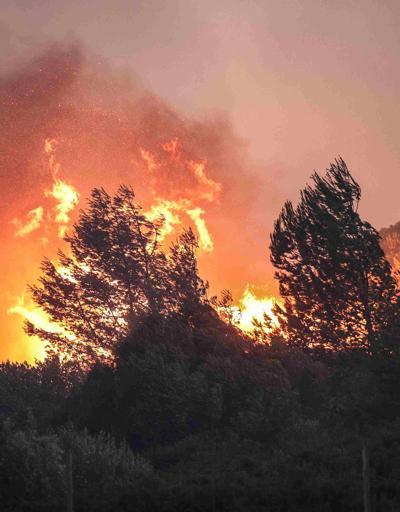 Portekiz’de orman yangını